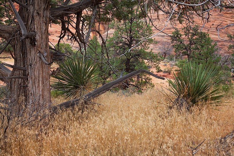Gras und Baum -ein Traum